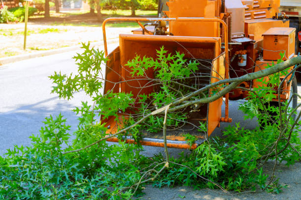 Best Commercial Tree Services  in Chenango Bridge, NY