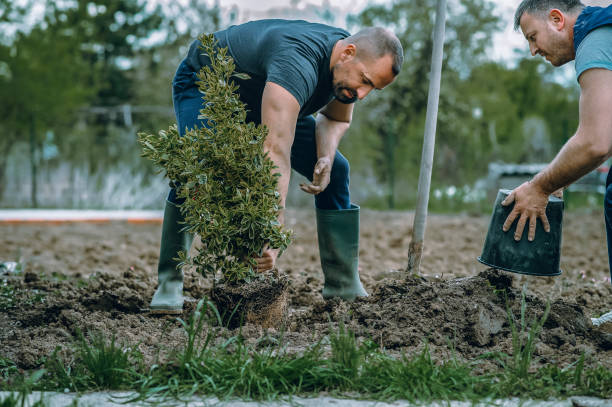 Best Tree Disease Treatment  in Chenango Bridge, NY