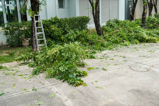 Best Utility Line Clearance  in Chenango Bridge, NY