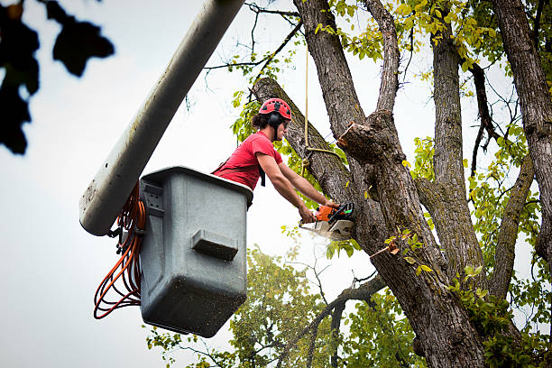 Best Hazardous Tree Removal  in Chenango Bridge, NY