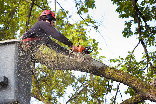 Best Lawn Grading and Leveling  in Chenango Bridge, NY